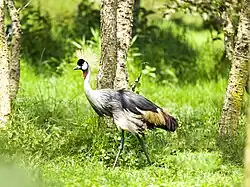 Ein Kranich läuft mit erhobenem Kopf durch eine Wiese entlang mehrerer Bäume, von denen nur die Baumstämme erkennbar sind. Der rechte Oberschenkel ist mit der Nummer 067 beringt.