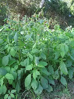 Crassocephalum crepidioides