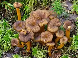 Trompetenpfifferling Craterellus tubaeformis