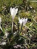 Crocus albiflorus in einem Sammlungsgarten