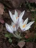 Crocus aleppicus (H)