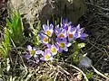 Crocus sieberi (F)