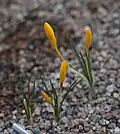 Crocus sieheanus (F)