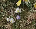 Krokusse auf der Waldweide Plan Dessus