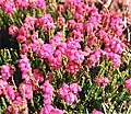 Glocken-Heide (Cross-leaved Heath)