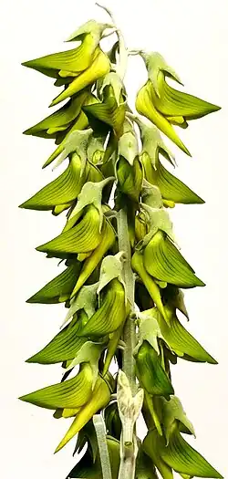 Blüte von Crotalaria cunninghamii