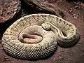 Crotalus simus