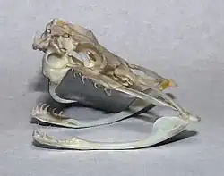 Schädel einer solenoglyphischen Klapperschlange