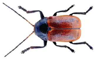 Männchen, Dorsalansicht, Präparat