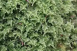 2017 Weiches Kammmoos