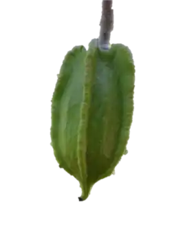 Jacaratia mexicana (Cuaguayote, Bonete)