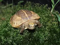 2018 Scharnierschildkröten