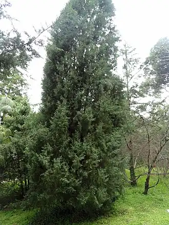 Himalaya-Zypresse (Cupressus torulosa)