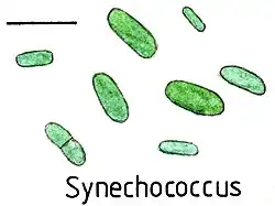Illustration von Synechococcus. Balken ca. 10 µm