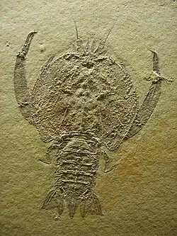 Zehnfußkrebs Cycleryon propinquus