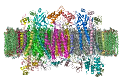 Cytochrom-c-Oxidase
