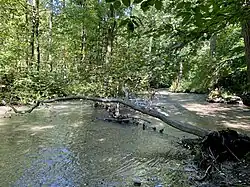 Düssel wild und naturnah