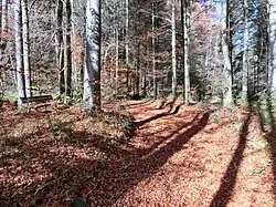 Weg zum Rohrbachtobel