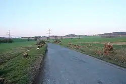 Baumrodungen bei Zbenice, 2021