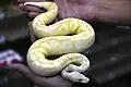 Banana ball python.