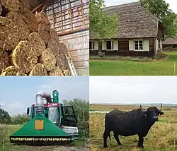 Vier aneinandergefügte Bilder: links oben ein Stapel großer Halmbündel in einer Scheune, rechts oben ein Haus mit Reetdach, links unten ein Raupenfahrzeug mit großem „Staubsaugerrüssel“ und rechts unten ein schwarzer Wasserbüffel auf einer feuchten Wiese