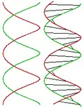 Zweigängige Schraube und Modell der DNA, Doppelhelix