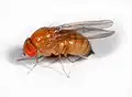 Drosophila suzukii – Weibchen