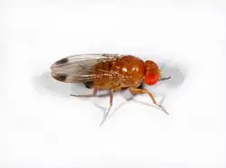 Drosophila suzukii – Männchen