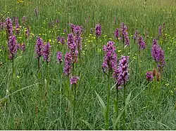 Orchideenwiese bei Gersheim