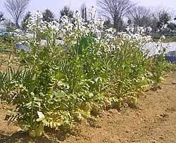 Daikon-Blüten­stand, Saitama 2009