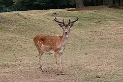 Ausgewachsener Damhirsch im Damwildgehege Leck – der Damhirsch sticht hervor durch das Schaufelgeweih der männlichen Tiere und sein geflecktes Fell, was er allerdings nur im Sommer trägt.