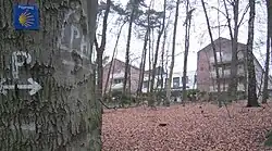 „P“-Zeichen und Jakobsmuschel an einem Baum im Wald beim ehemaligen Kloster Damme