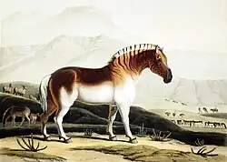 „Das Quagga“, Aquatinta 1804