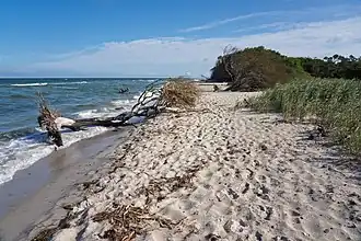 Weststrand des Darß nahe Ahrenshoop