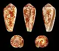 Conus omaria