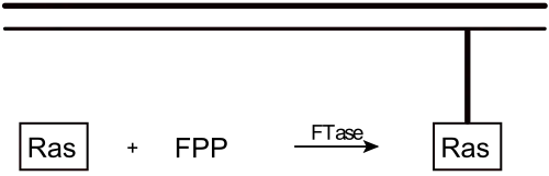 Darstellung der Farnesyltransferase