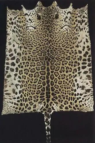 Decke aus einem Jaguarfell, Rückseite mit roten Mustern bemalt, Volksgruppe der Bororo (Mato Grosso, Brasilien)