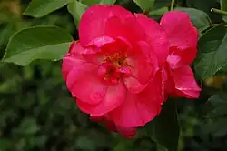 ‘Anne de Bretagne’ (auch engl. ‘Decor Rose’), Meilland, vor 1979