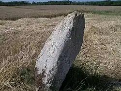 Demoiselle de Bracqueville