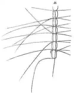 C. crinitus F.Schütt, 1895 H. Mohn et al.