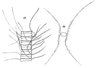 C. scolopendra Cleve, 1896, aktuell: C. radicans F.Schütt, 1895 H. Mohn et al.