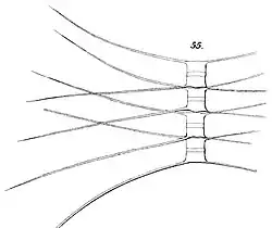 C. similis Cleve, 1896 H. Mohn et al.