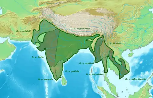 Karte Südasiens mit grün eingezeichneter Verbreitung der Wanderbaumelster und ihrer Unterarten