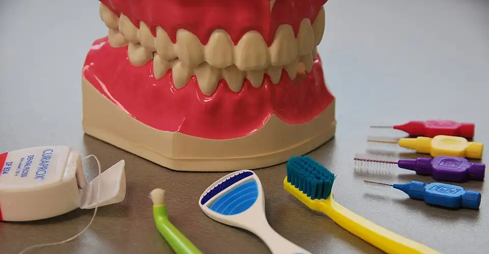 Gebiss-Modell für Zahnputz-Unterweisung