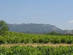 Weinberg bei Gigondas mit den Dentelles de Montmirail im Hintergrund