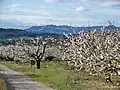 Blühende Kirschbäume, im Hintergrund die Dentelles de Montmirail