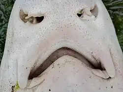 Kopfunterseite eines Grauen Glatthais mit typischem Pflastergebiss