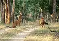 Asiatische Wildhunde in Kanha