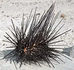 Diadema antillarum, San Salvador Island, Bahamas