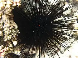 D. setosum von La Réunion